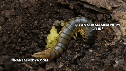Çiyan Sokmasına Ne İyi Gelir?