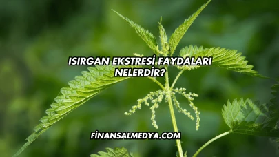 Isırgan Ekstresi Faydaları Nelerdir?