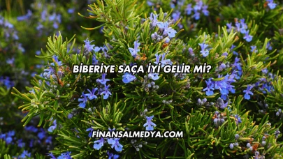 Biberiye Saça İyi Gelir mi?