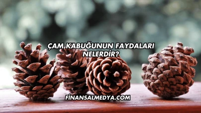 Çam Kabuğunun Faydaları Nelerdir?