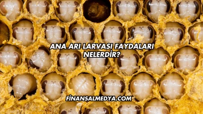 Ana Arı Larvası Faydaları Nelerdir?