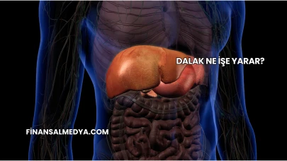 Dalak Ne İşe Yarar?
