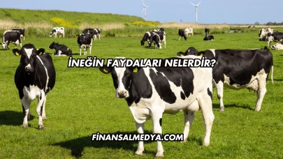 İneğin Faydaları Nelerdir?