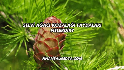 Selvi Ağacı Kozalağı Faydaları Nelerdir?