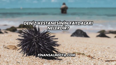 Deniz Kestanesinin Faydaları Nelerdir?