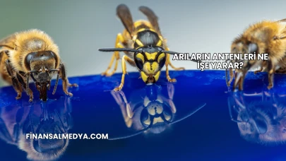 Arıların Antenleri Ne İşe Yarar?