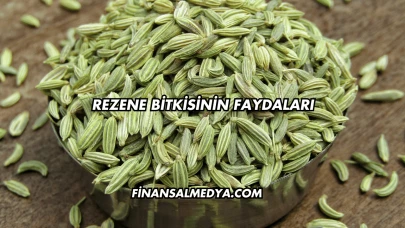 Rezene Bitkisinin Faydaları