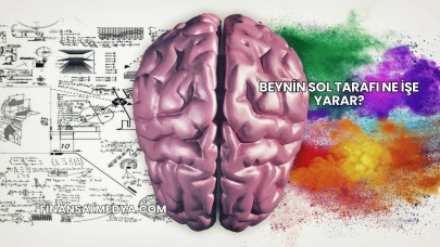 Beynin Sol Tarafı Ne İşe Yarar?