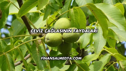 Ceviz Çağlasının Faydaları