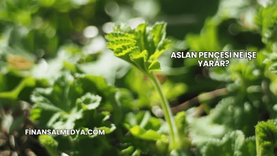 Aslan Pençesi Ne İşe Yarar?