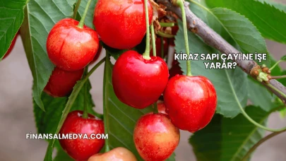 Kiraz Sapı Çayı Ne İşe Yarar?