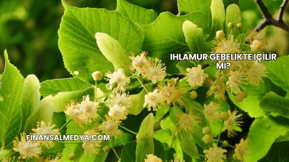 Ihlamur Gebelikte İçilir mi?