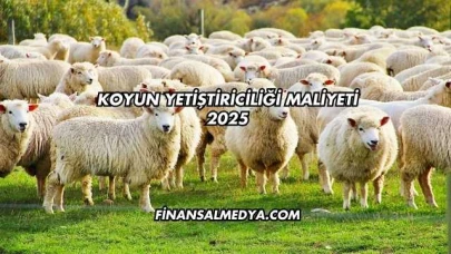 Koyun Yetiştiriciliği Maliyeti 2025