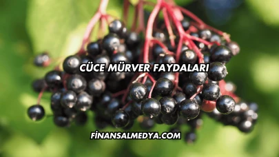 Cüce Mürver Faydaları