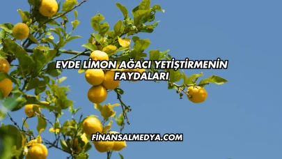 Evde Limon Ağacı Yetiştirmenin Faydaları