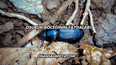 Osuruk Böceğinin Faydaları