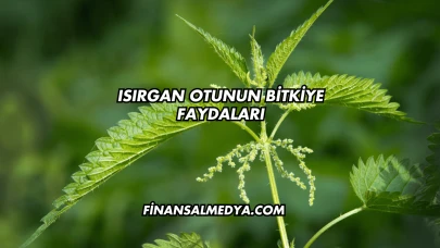 Isırgan Otunun Bitkiye Faydaları