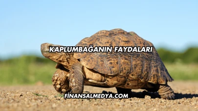 Kaplumbağanın Faydaları
