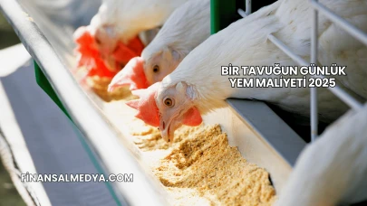 Bir Tavuğun Günlük Yem Maliyeti 2025