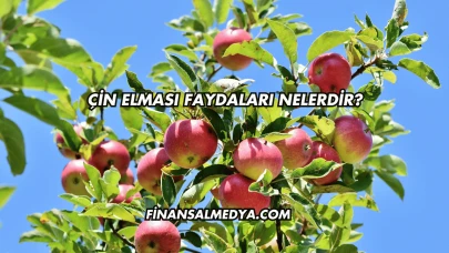 Çin Elması Faydaları Nelerdir?