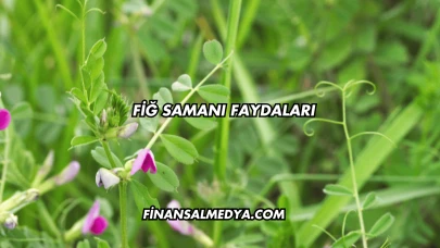 Fiğ Samanı Faydaları