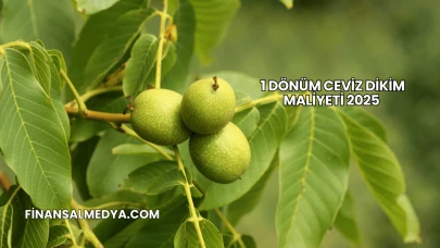 1 Dönüm Ceviz Dikim Maliyeti 2025