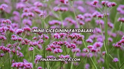 Mine Çiçeğinin Faydaları