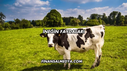 İneğin Faydaları