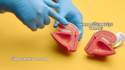 Karaciğer Ne İşe Yarar?