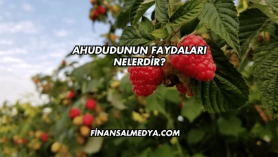 Ahududunun Faydaları Nelerdir?