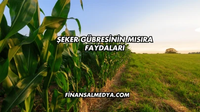 Şeker Gübresinin Mısıra Faydaları
