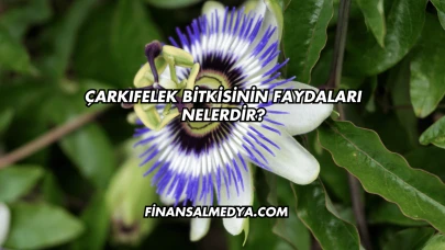 Çarkıfelek Bitkisinin Faydaları Nelerdir?
