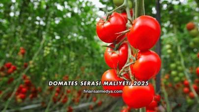 Domates Serası Maliyeti 2025