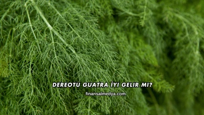Dereotu Guatra İyi Gelir mi?