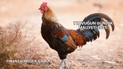 1 Tavuğun Günlük Maliyeti 2025