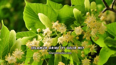 Ihlamur Gribe İyi Gelir mi?