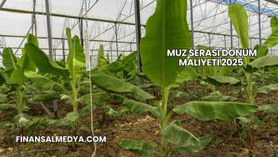 Muz Serası Dönüm Maliyeti 2025