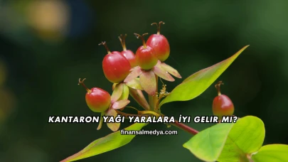 Kantaron Yağı Yaralara İyi Gelir mi?