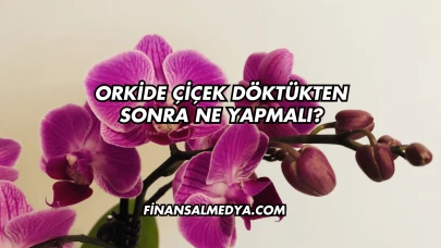 Orkide Çiçek Döktükten Sonra Ne Yapmalı?
