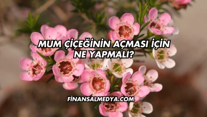 Mum Çiçeğinin Açması İçin Ne Yapmalı?