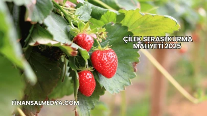 Çilek Serası Kurma Maliyeti 2025