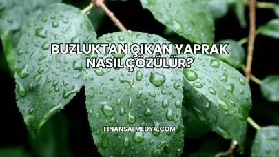 Buzluktan Çıkan Yaprak Nasıl Çözülür?