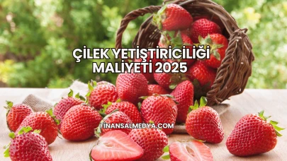 Çilek Yetiştiriciliği Maliyeti 2025