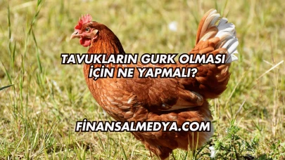 Tavukların Gurk Olması İçin Ne Yapmalı?