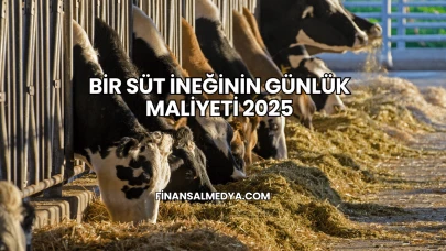 Bir Süt İneğinin Günlük Maliyeti 2025