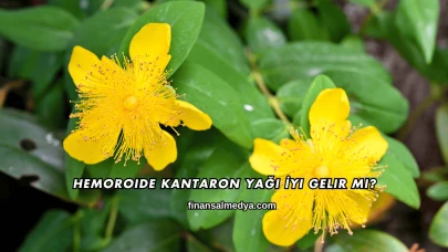 Hemoroide Kantaron Yağı İyi Gelir mi?