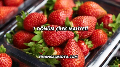 1 Dönüm Çilek Maliyeti