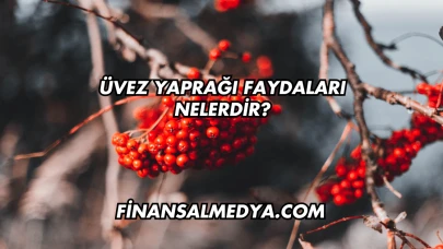 Üvez Yaprağı Faydaları Nelerdir?