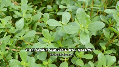 Haşlanmış Semizotu Kaç Kalori?