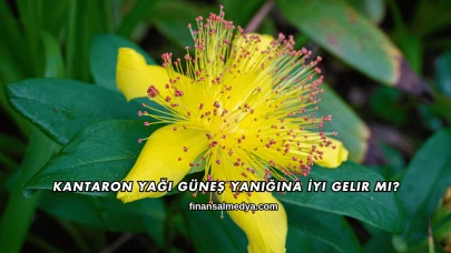 Kantaron Yağı Güneş Yanığına İyi Gelir mi?